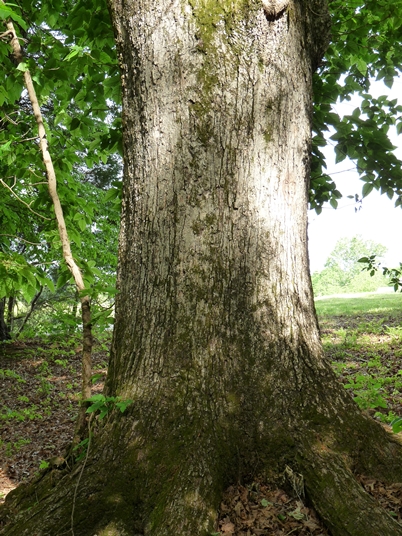 {Quercus michauxii}